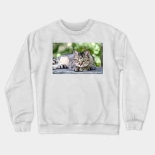 American Shorthair Cat Digital Painting Crewneck Sweatshirt